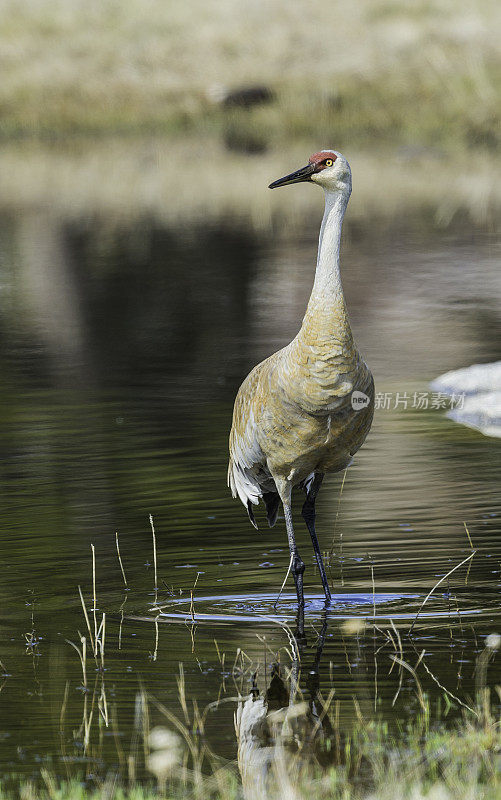 沙丘鹤(Antigone canadensis)是北美洲的一种大型鹤，发现于怀俄明州的黄石国家公园。